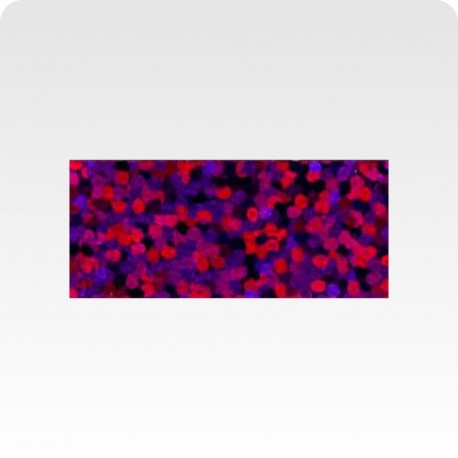 Poli-Flex Starflex 498 purple, š. 50cm